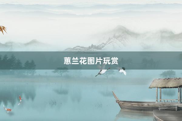 蕙兰花图片玩赏